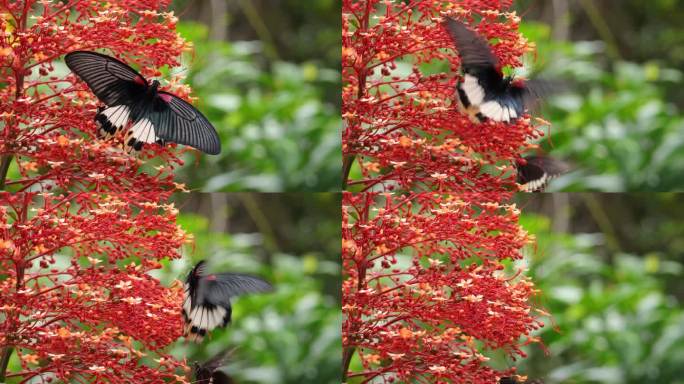 许多美丽的蝴蝶在花周围飞舞。以红色花朵为食，振翅飞翔。近景:一只蝴蝶在一个有风的日子里绕着一朵红色的
