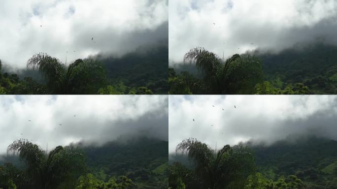 在厄瓜多尔安第斯山脉郁郁葱葱的热带雨林上空，秃鹫在多云的天空中盘旋。