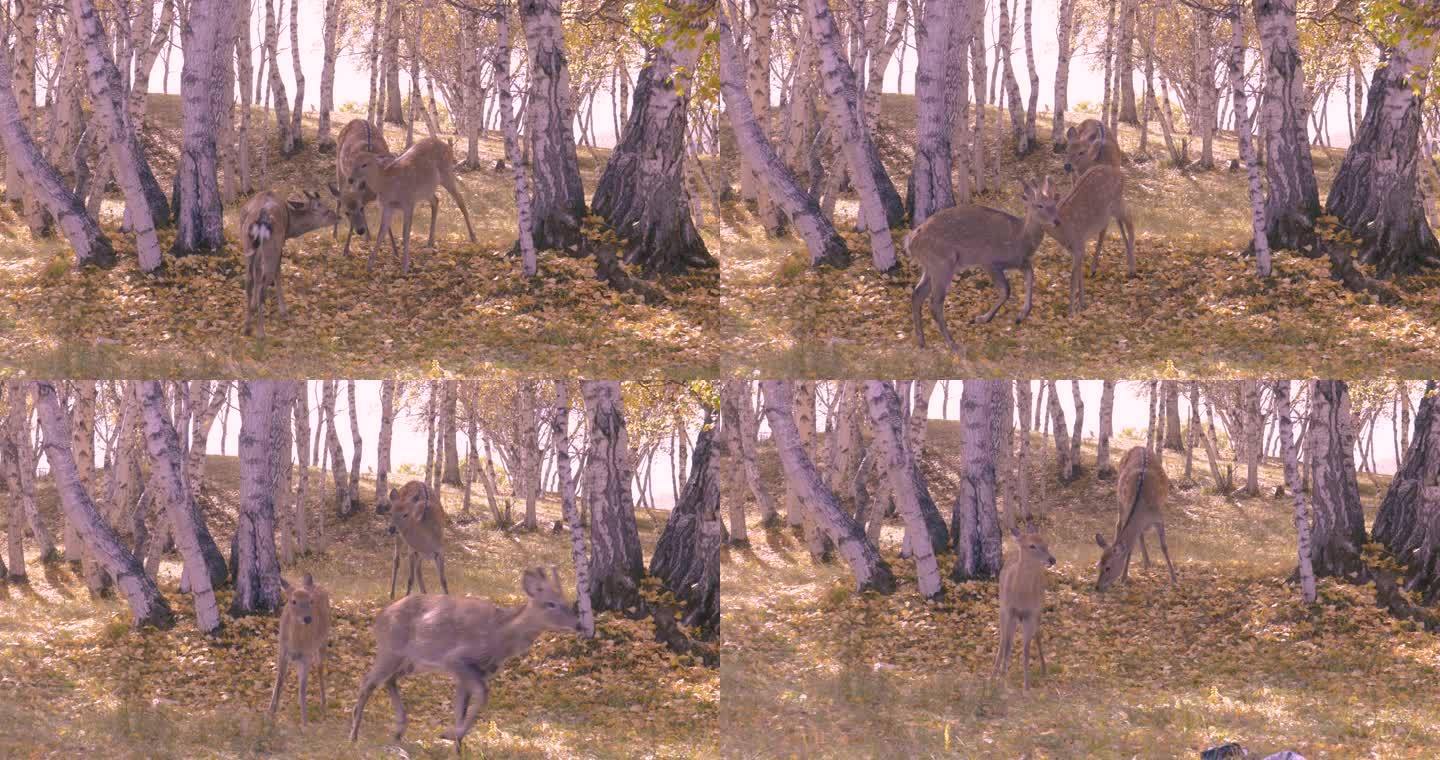 两只小鹿抢夺食物打架