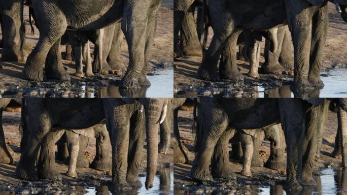 特写镜头。当妈妈在水坑边喝水时，可爱的小象躲在妈妈的肚子后面。
