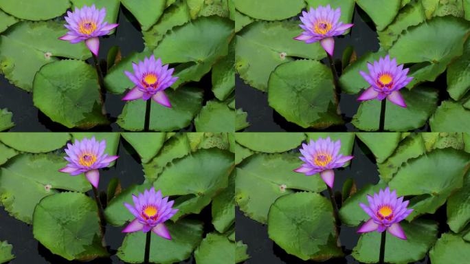 一群莲花的特写，绿叶漂浮在水面上