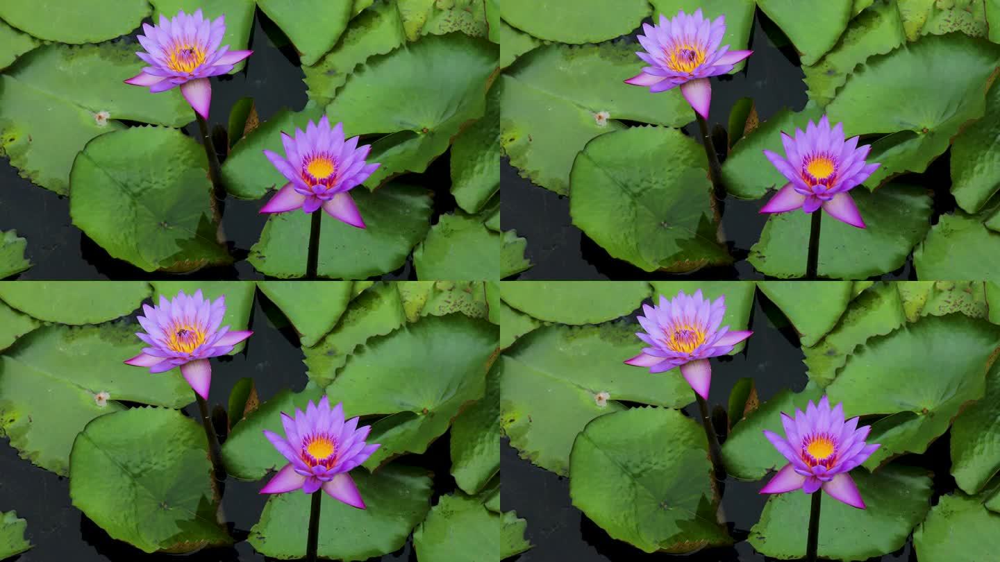 一群莲花的特写，绿叶漂浮在水面上