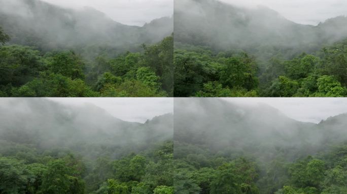 清晨雾蒙蒙的森林升起的景象