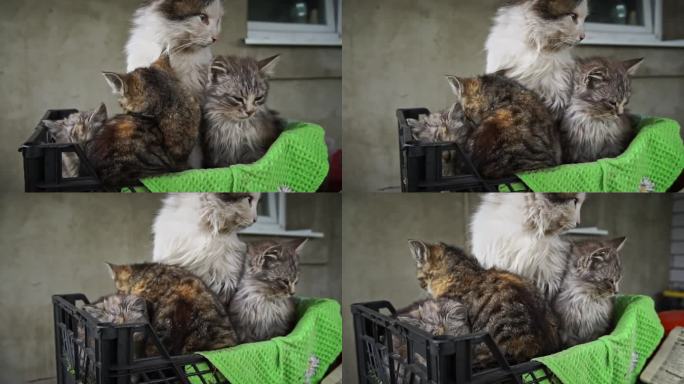 脏兮兮的流浪小猫在小盒子里和妈妈一起取暖