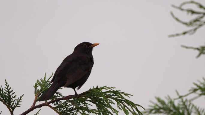 栖息在针叶树顶上的一只普通的雄性黑鹂(黑鹂)。