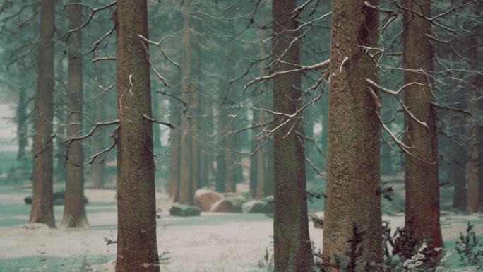黑漆漆的森林里长满了白霜的松树