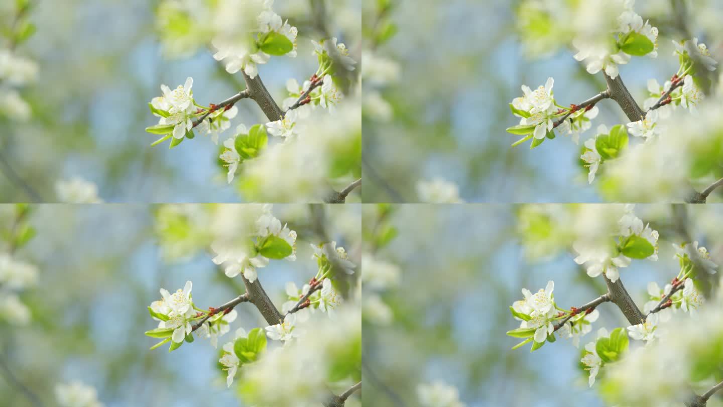 花香。美丽的樱花，洁白的花瓣在春天绽放。缓慢的运动。