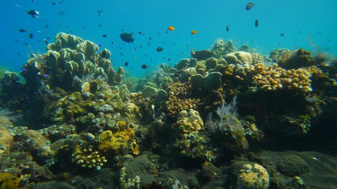 彩色珊瑚的慢动作海底生物海底游鱼海底美景