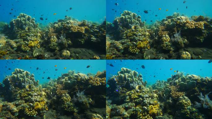 彩色珊瑚的慢动作海底生物海底游鱼海底美景