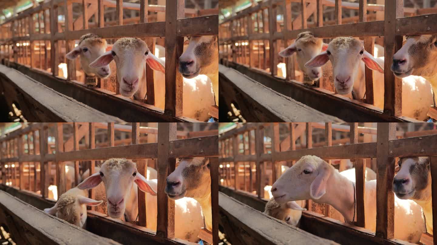 一些羊在木质围栏的边缘大嚼饲料，同时看着摄像机。白天手持拍摄。