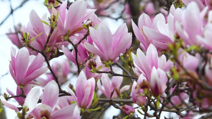 白玉兰正在开花。春暖花开的粉色玉兰。它是一种落叶乔木，有早期的大花，颜色从白色到粉红色到紫色不等。
