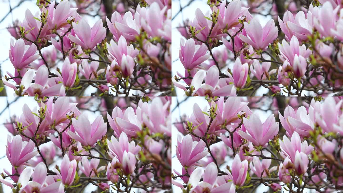 白玉兰正在开花。春暖花开的粉色玉兰。它是一种落叶乔木，有早期的大花，颜色从白色到粉红色到紫色不等。
