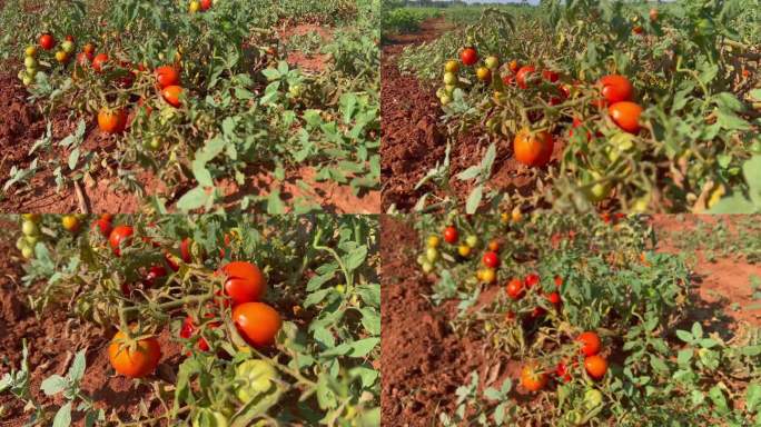 西红柿在红土中成熟