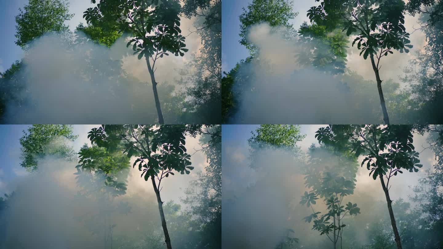 森林里的烟雾燃烧树木小树
