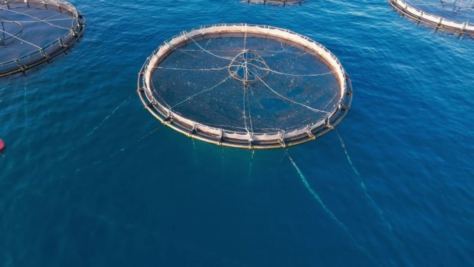 咸水养鱼场的海鲈鱼和海鲷鱼在生长笼在深水