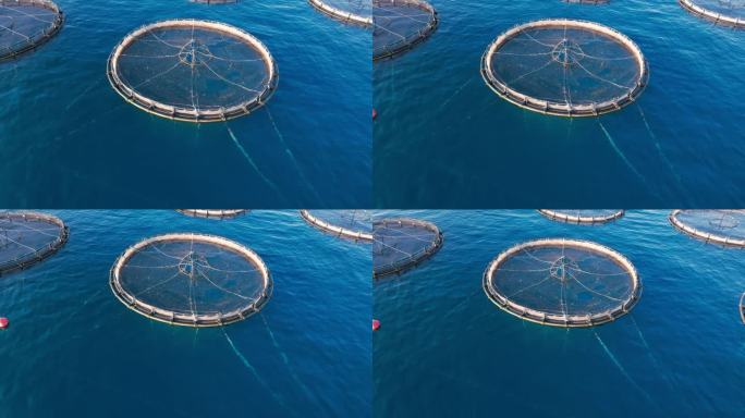 咸水养鱼场的海鲈鱼和海鲷鱼在生长笼在深水