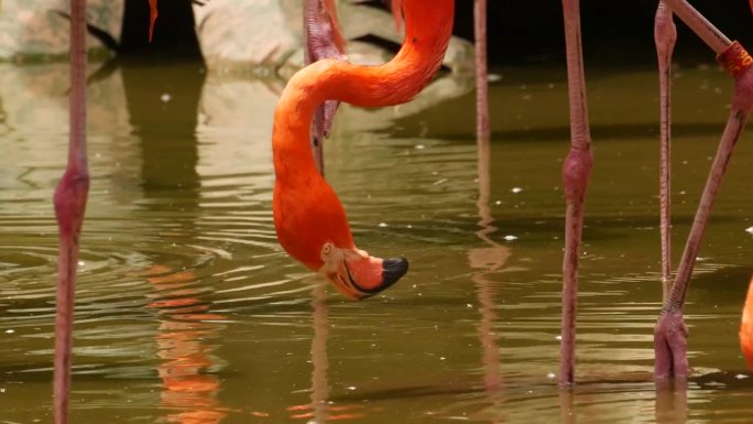 新加坡动物园里一群成群的红色和粉红色的火烈鸟