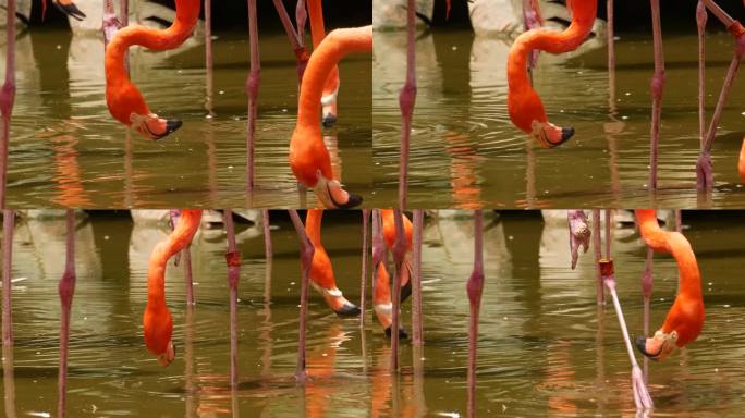 新加坡动物园里一群成群的红色和粉红色的火烈鸟