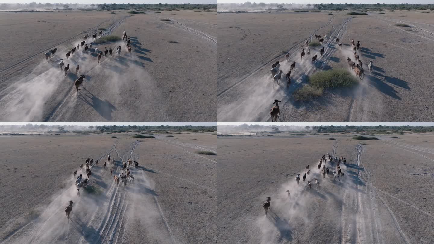 航拍后视图。气候变化。干旱。水危机。瘦弱的牛群在尘土飞扬、干燥的小路上寻找水源