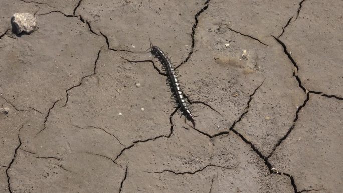一条黑色的蜈蚣在裂开的贫瘠土地上
