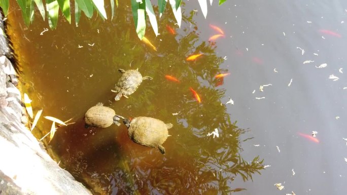 有些海龟在水里互动。