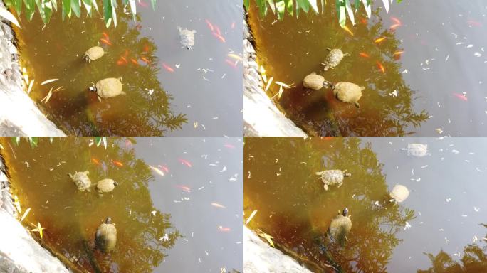 有些海龟在水里互动。