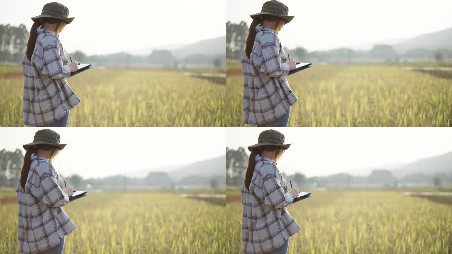 年轻的女农民在收割前使用数字平板电脑分析农田