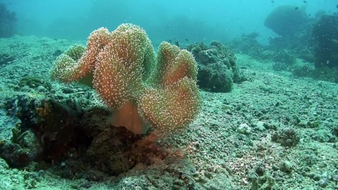 菲律宾太平洋珊瑚的海洋生物和珊瑚礁生物多样性。