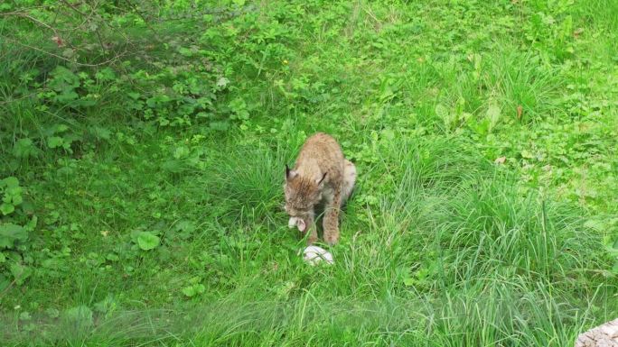 欧亚猞猁坐在森林的草地上吃捕捉到的猎物