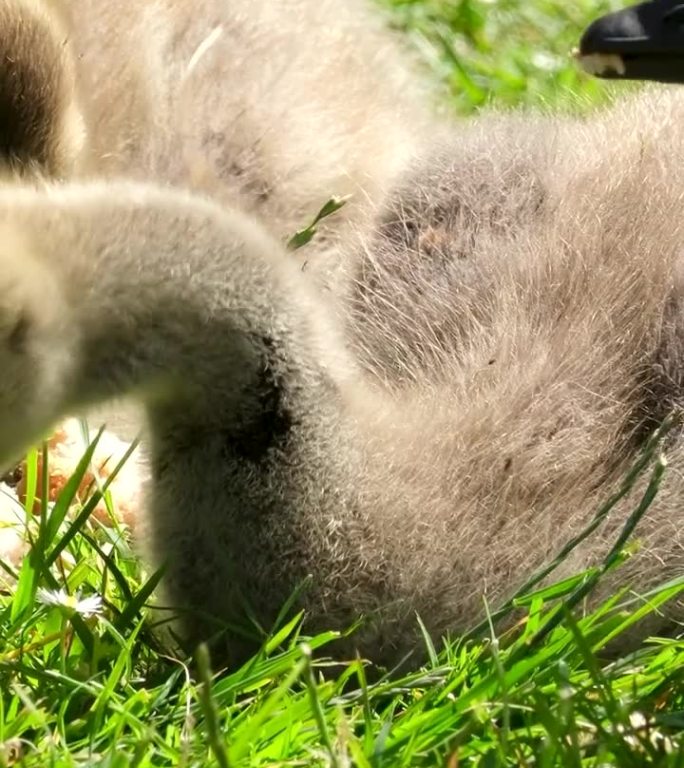 年轻的加拿大鹅加拿大鹅小鸡吃面包躺在草地上吞下坚硬的大块四鸟喂食当心不要在公园里喂动物加拿大温哥华给