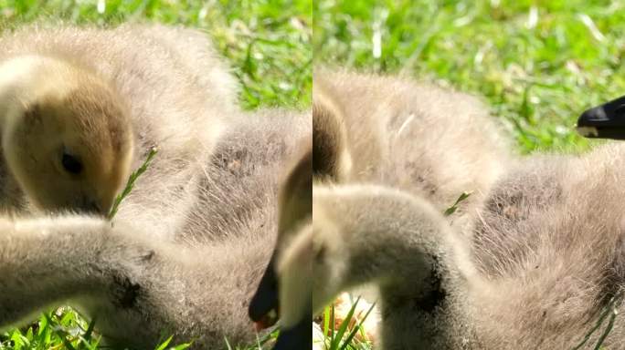 年轻的加拿大鹅加拿大鹅小鸡吃面包躺在草地上吞下坚硬的大块四鸟喂食当心不要在公园里喂动物加拿大温哥华给