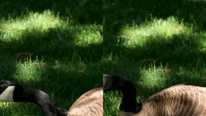 在加拿大的温哥华，雌鹅和雄鹅带着幼鹅在草地上散步