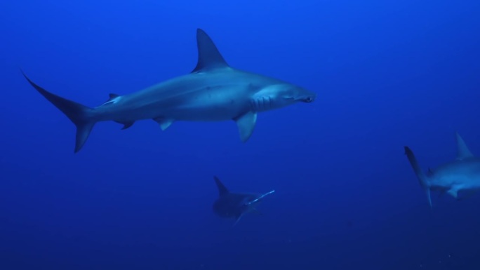 深蓝色的水下背景与鲨鱼。