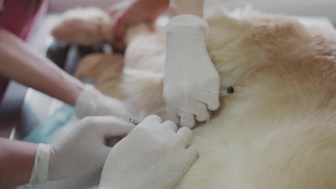 兽医在医院清洗狗的伤口