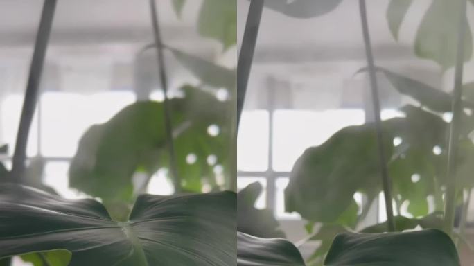 在白色的房间里，鲜花的绿叶靠在窗户旁的空气加湿器中被蒸汽润湿。干燥空气的加湿。公寓湿度增加。