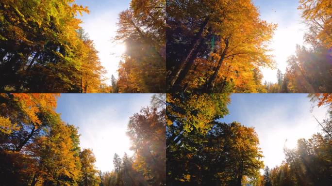 穿过秋天的森林，阳光透过色彩斑斓的树叶