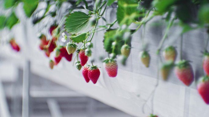 温室里的草莓大棚水果农场品农业