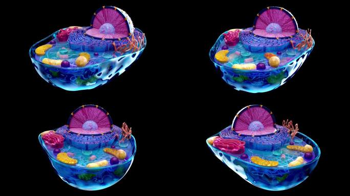 生物细胞的4K抽象动画