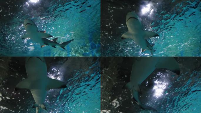 水族馆里的鲨鱼水族馆里的鲨鱼