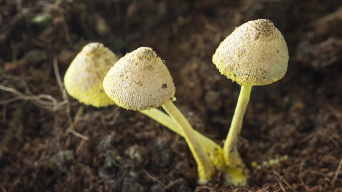 4K高清 蘑菇生长与枯萎 延时摄影