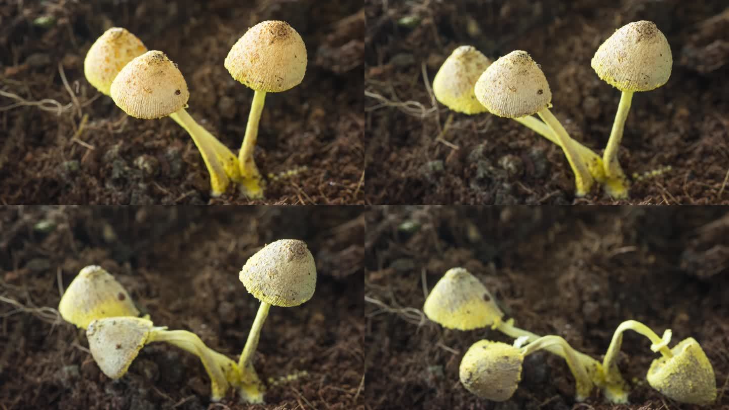 4K高清 蘑菇生长与枯萎 延时摄影