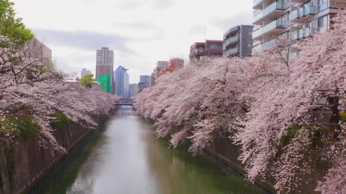 东京目黑河沿岸樱花盛开