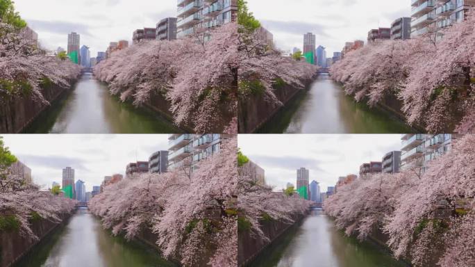 东京目黑河沿岸樱花盛开