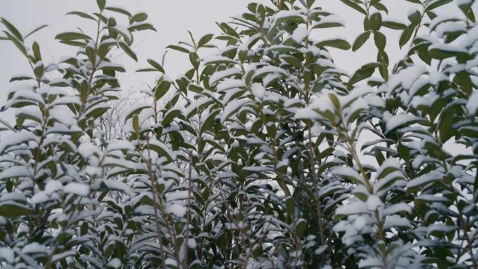 雪落在房子后院的绿色树篱上