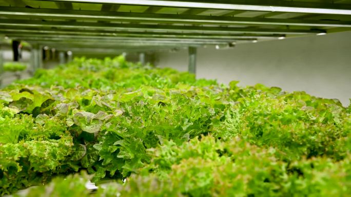 农业综合农户和水培农业的概念，沙拉水培蔬菜产品生产和控制的技术为温室水培农场。