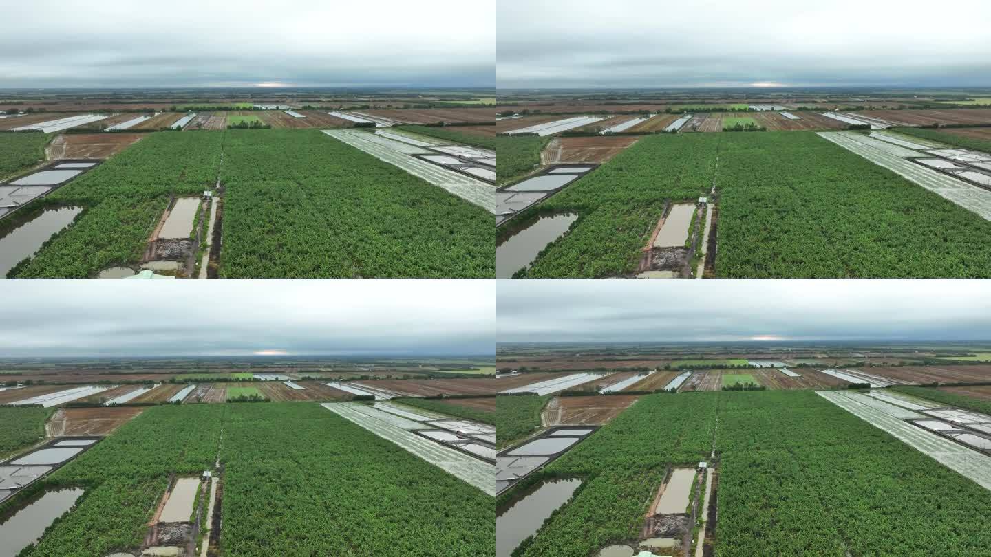 龙安省种植出口香蕉果园的航拍视频