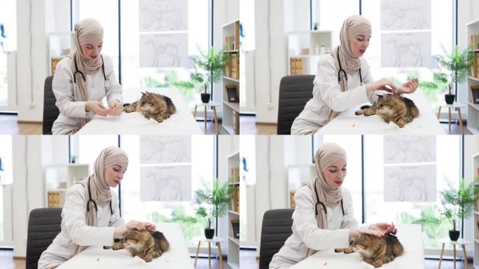阿拉伯医生在兽医诊所准备给猫接种疫苗