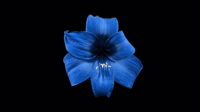 蓝色宝石与阿尔法哑光的枯萎时间流逝。《美丽的终结》凋谢的花朵从生命中绽放。完美的春天植物马鞭草干燥速