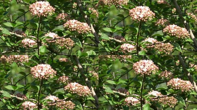 月桂荚蒾(viburnum tinus)的小花。