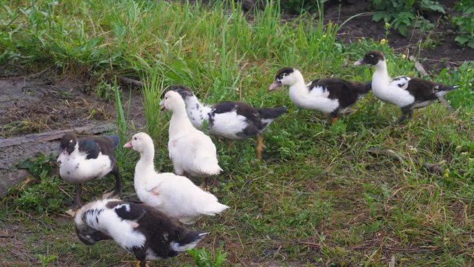 小鸭子在围场里吃草。村子里的家鸭。鸭农场。饲养家禽。在农场养鸟